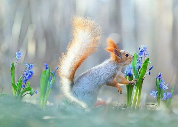 Белочки Вадим Трунов
