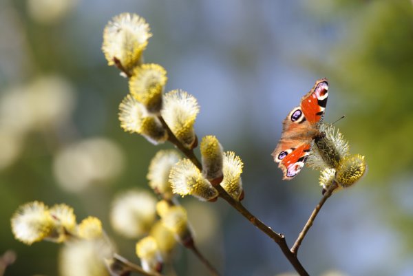 Природа просыпается весной