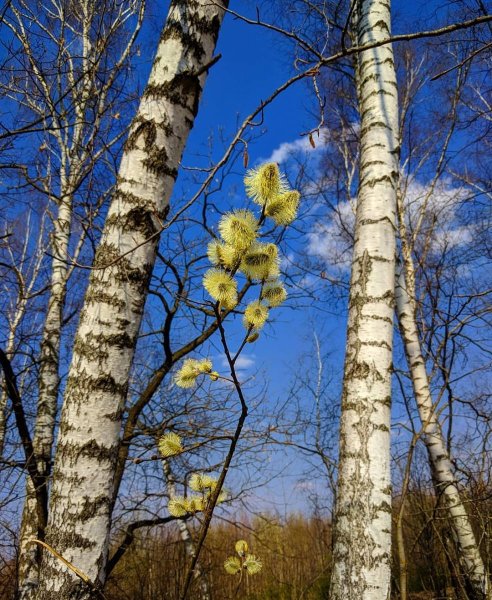 Весеннее утро в саду