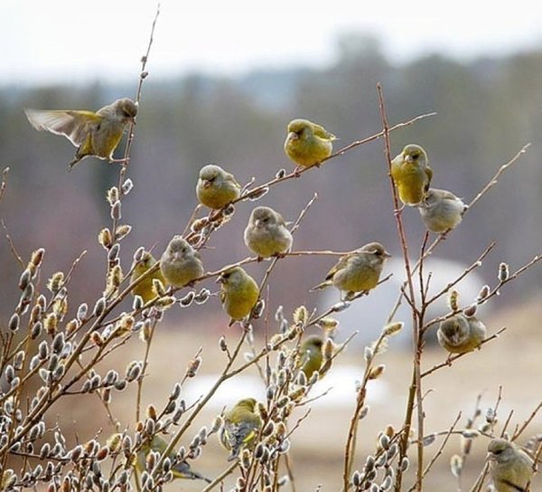 Солнце весной