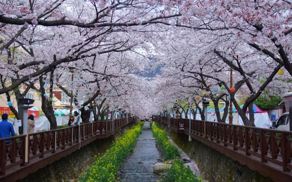 Корея черри блоссом