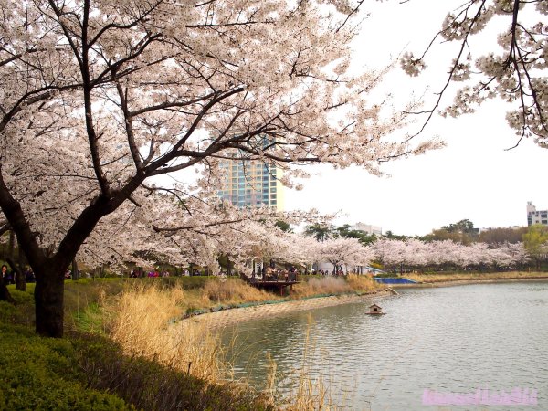 Чинхэ Южная Корея цветение Сакуры