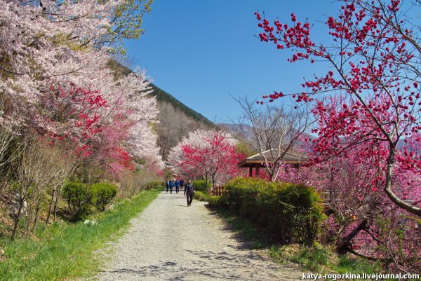 Сеул Южная Корея природа