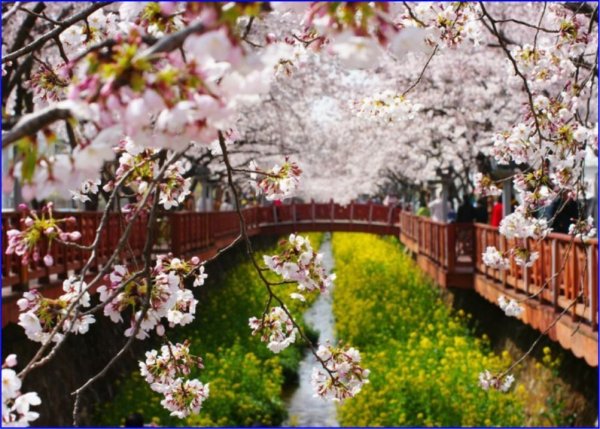 Корея черри блоссом