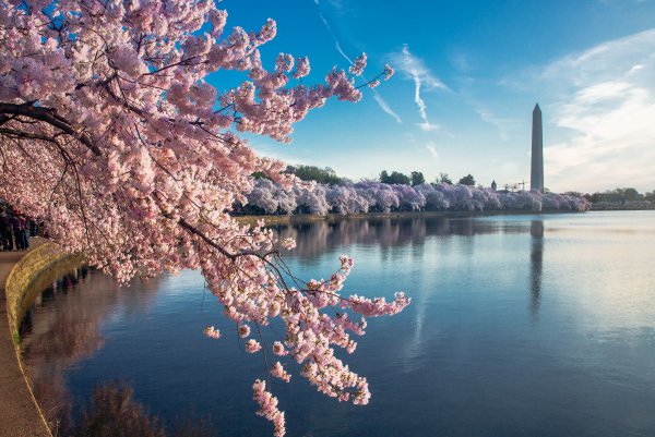 Сеул цветение Сакуры