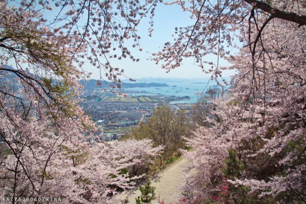 Чеджу Южная Корея река Сакуры