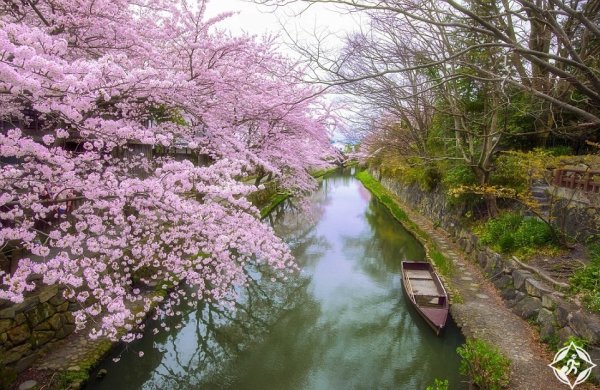 Сеул цветение Сакуры