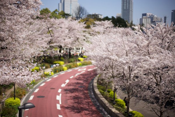 Южная Корея Сакура