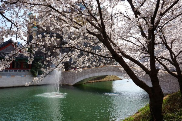 Корея Сеул Сакура