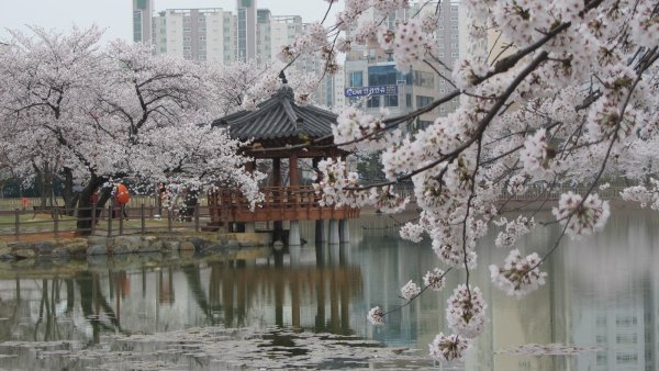 Сакура и дворец Корея