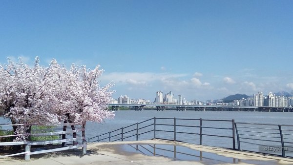 Сакура Сеул BITIONN