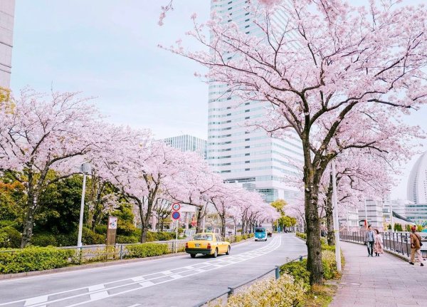 Цветение Сакуры в Южной Корее