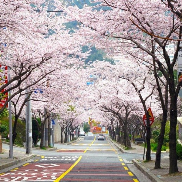 Парк Йоидо в Сеуле