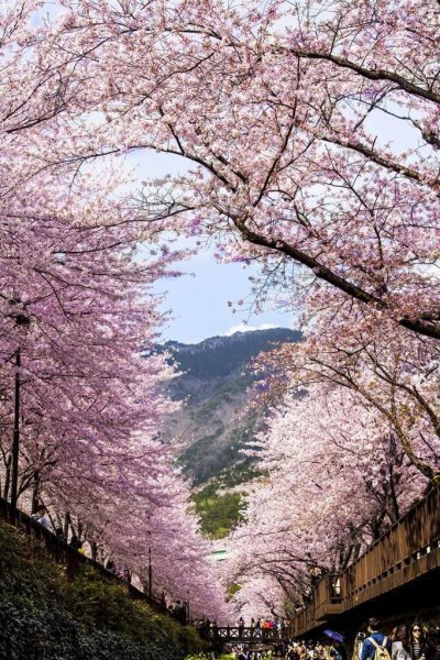 Цветение Сакуры в Южной Корее