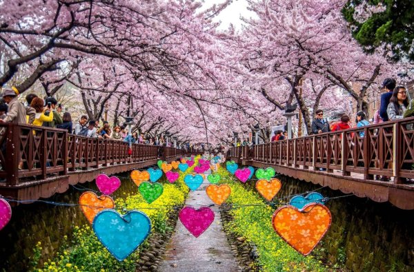 Цветёт ли Сакура в Корее