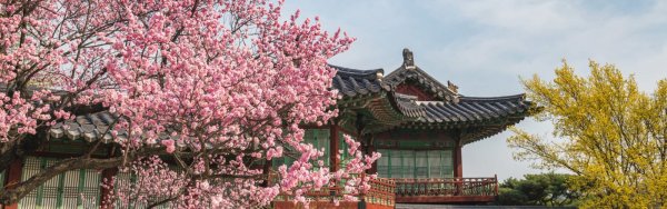 Сеул цветение Сакуры