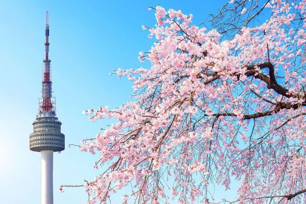 Цветение Сакуры в Южной Корее