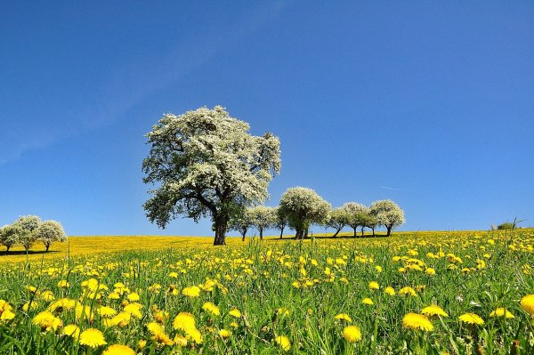 Украина поле рапса