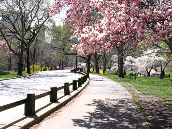 Красивый весенний парк