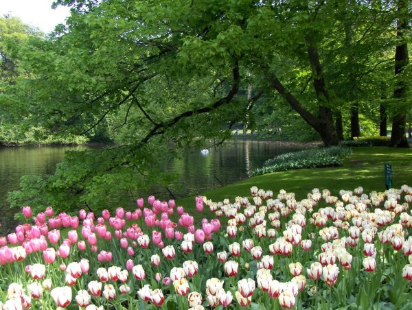 Красивый весенний парк