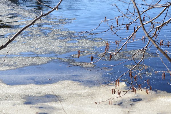 Обитатели водоемов для детей