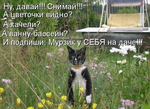 Стихи про огород