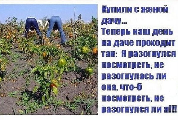 Приколы про дачу