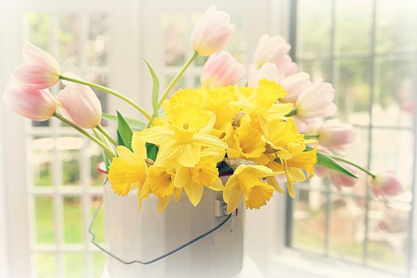 Доброе Весеннее утро с нарциссами