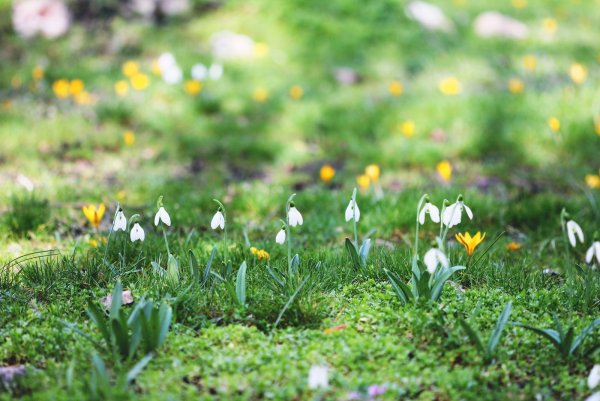 Пролески Поляна