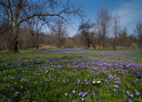 Весенний лес