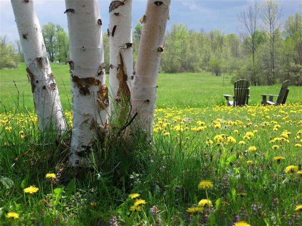 Конец мая природа