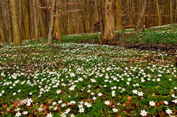 Полянка для детей