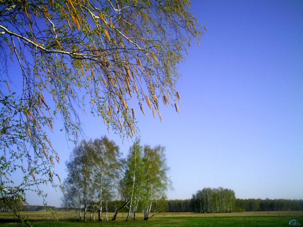 Начало мая природа