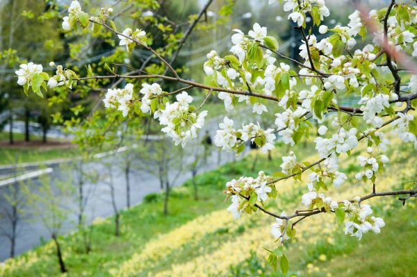 Поздняя Весна природа