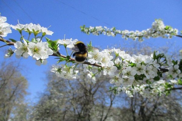 С весенним майским днем