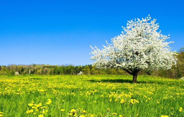 Липецкая область март природа