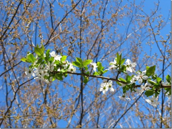 Весенняя природа