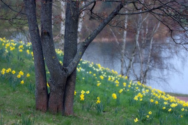 Весна природа апрель май