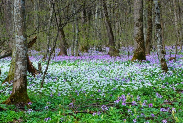 Красивые дети природа