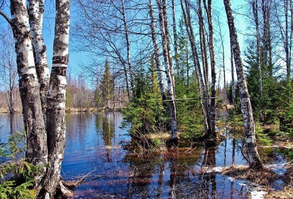 Майский Цветущий Яблоневый сад