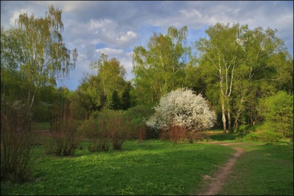 Верба и багульник