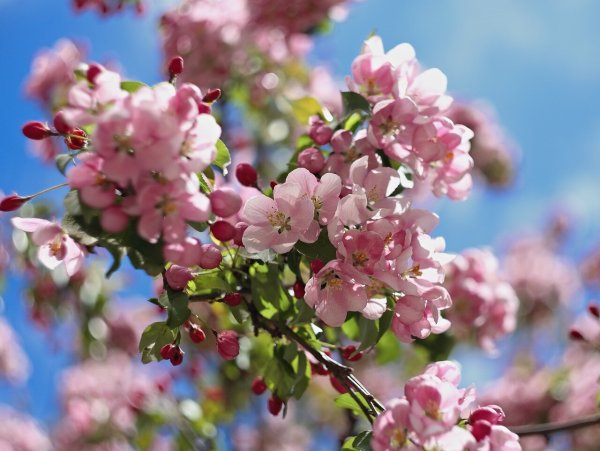 Саракташ Березовая роща