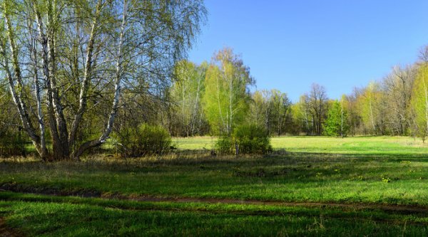 Поляна весной