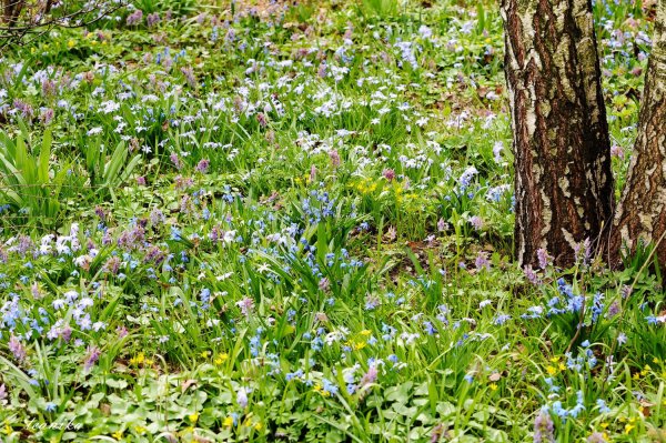 Поляна с лесом