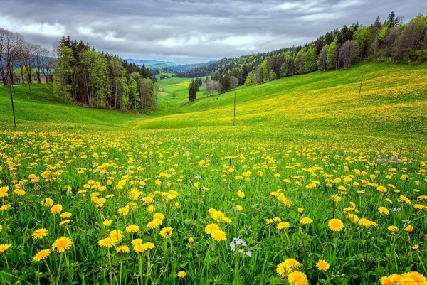 Весенний Поляна природа детский