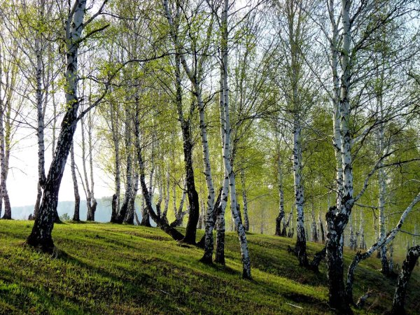 Березовая роща Самара