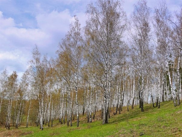Березовая роща ранней весной