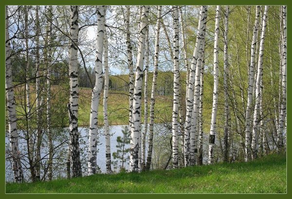Красивая береза весной