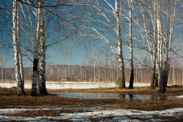Береза ранней весной