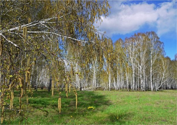 Береза весной